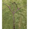 Collier de chasse
