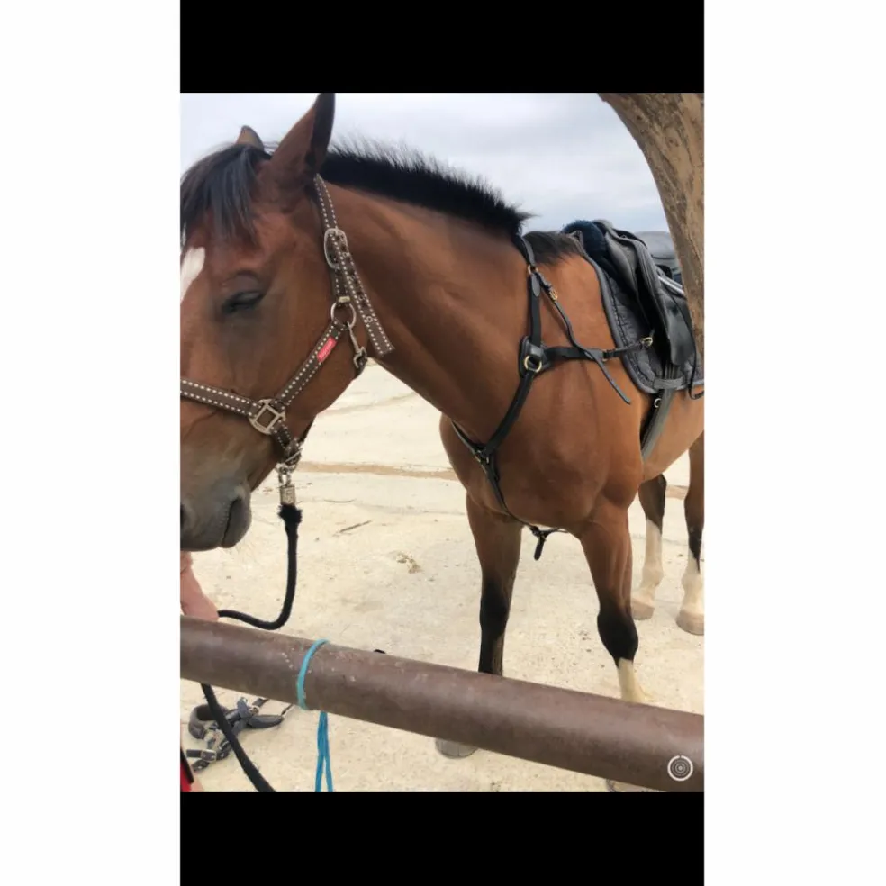 Collier de chasse 5 points Time Rider