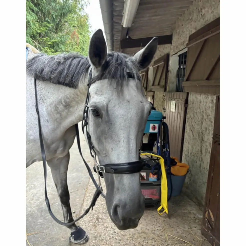 Hackamore Dyon