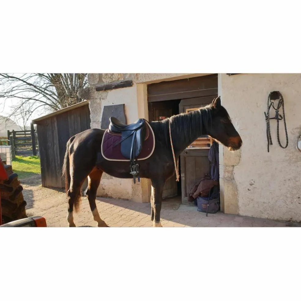 Selle de dressage Stubben maestoso