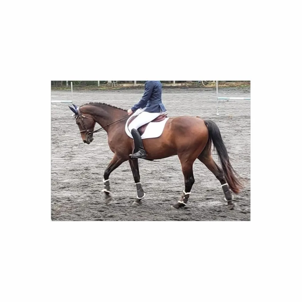 Selle Devoucoux Biarritz S – 2019 – 18" / Quartiers 3A – Parfait État