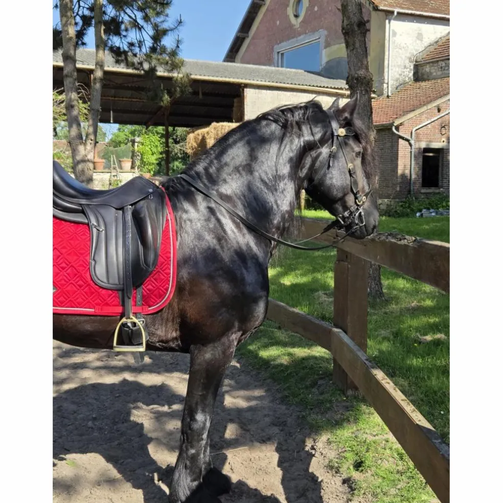 Selle dressage Équipe Wiktoria
