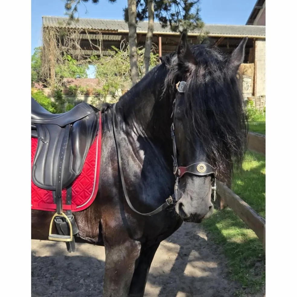 Selle dressage Équipe Wiktoria