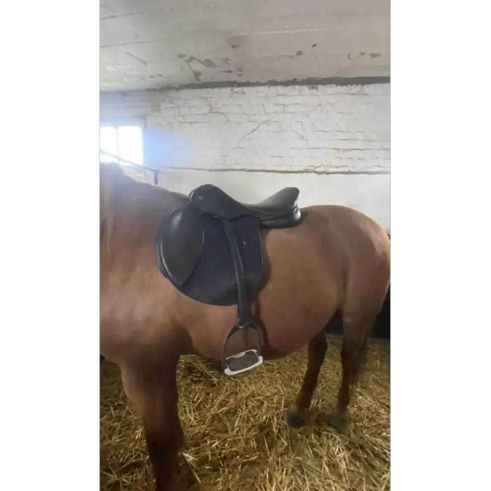 Selle Éric Thomas Lugano 17"5 pouces