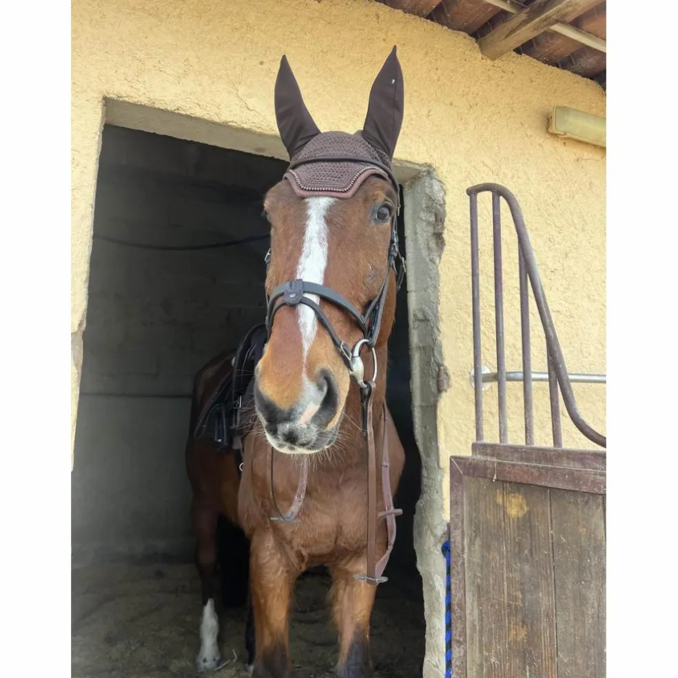 tapis + bonnet kentucky